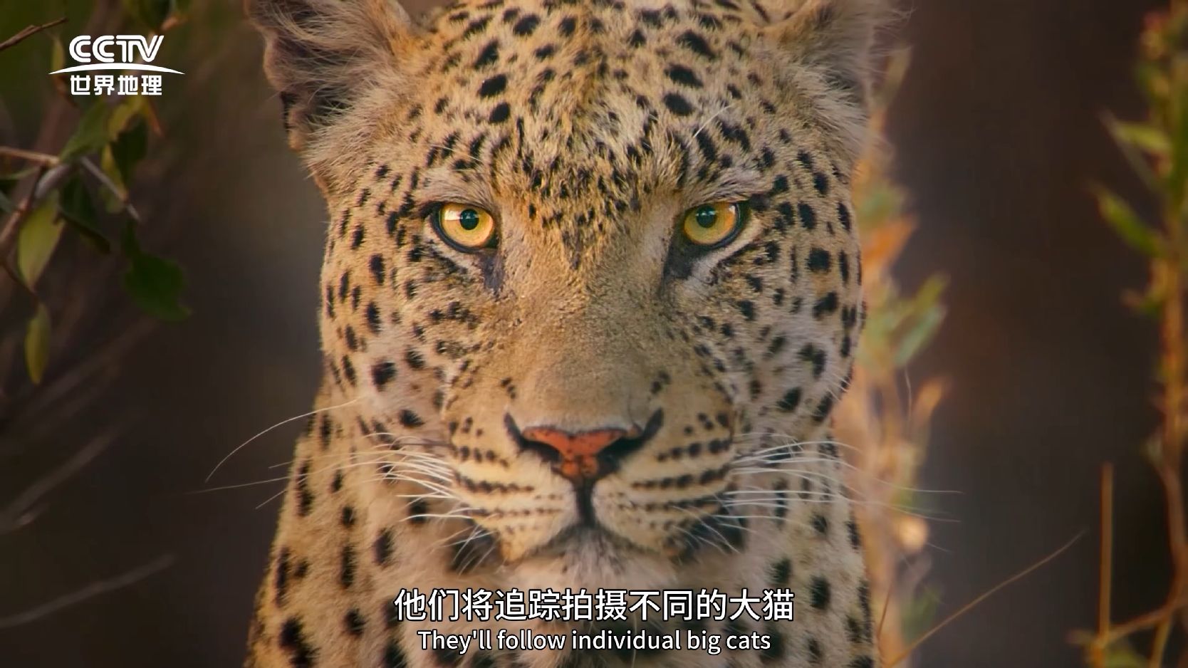 大猫全实录[全06集][中文字幕].Big.Cats.S01.2024.2160p.EDR.WEB-DL.DDP2.0.H265-ParkTV 37.93GB-微分享自媒体驿站