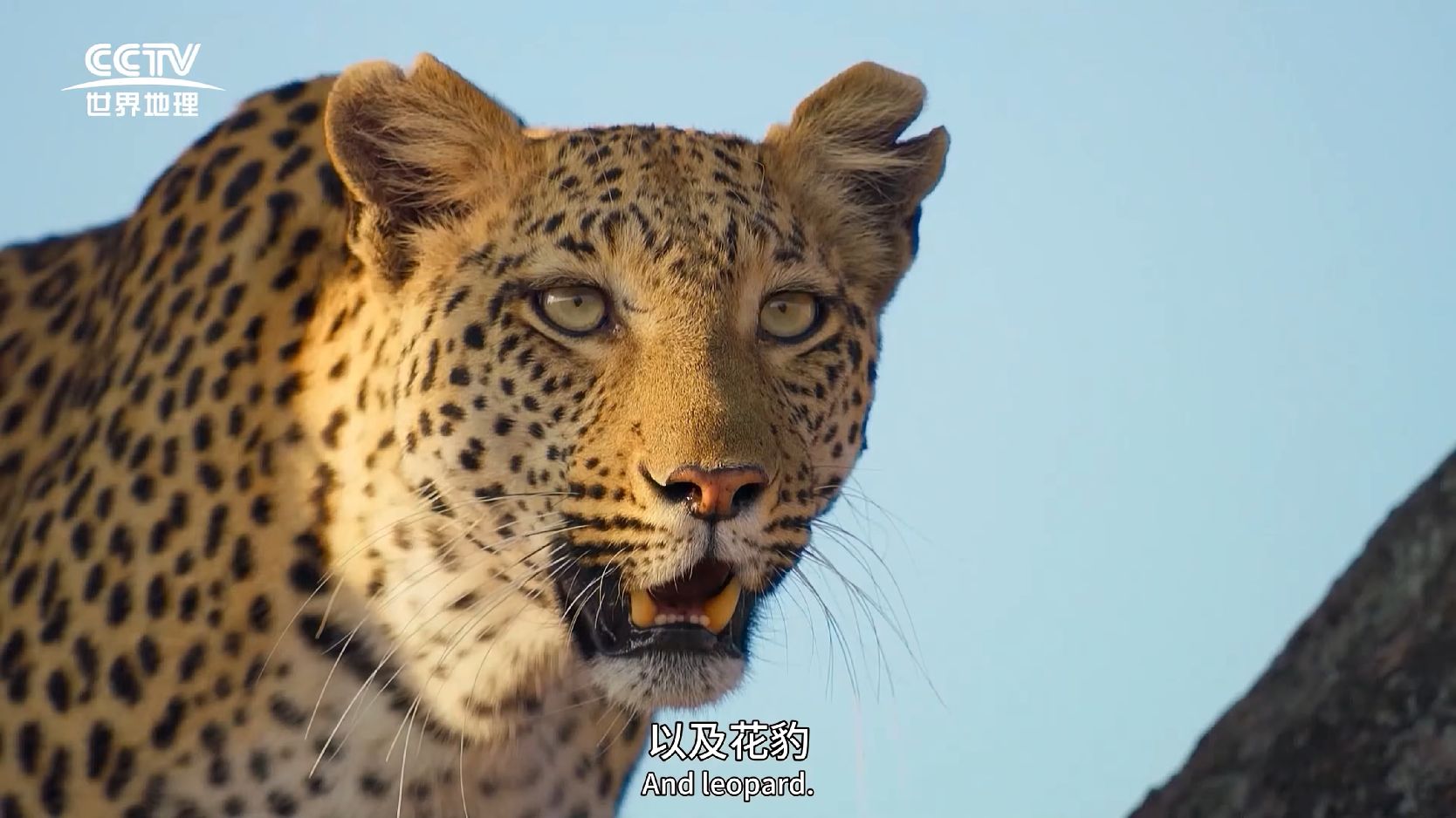 图片[2]-大猫全实录[全06集][中文字幕].Big.Cats.S01.2024.2160p.EDR.WEB-DL.DDP2.0.H265-ParkTV 37.93GB-微分享自媒体驿站