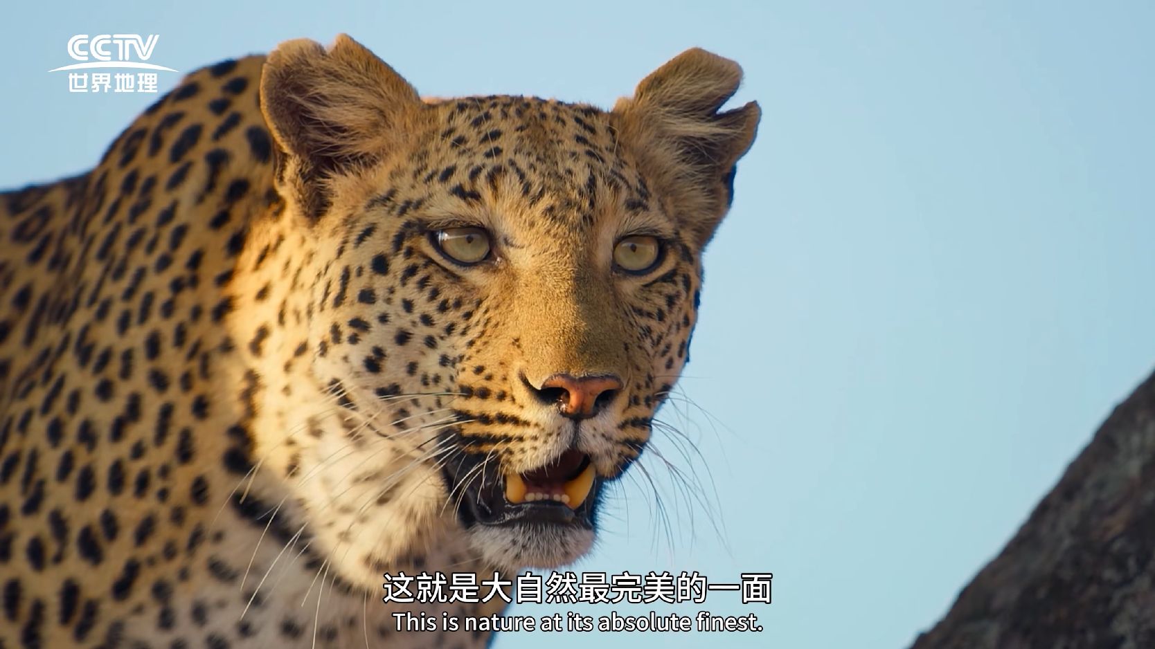 图片[4]-大猫全实录[全06集][中文字幕].Big.Cats.S01.2024.2160p.EDR.WEB-DL.DDP2.0.H265-ParkTV 37.93GB-微分享自媒体驿站