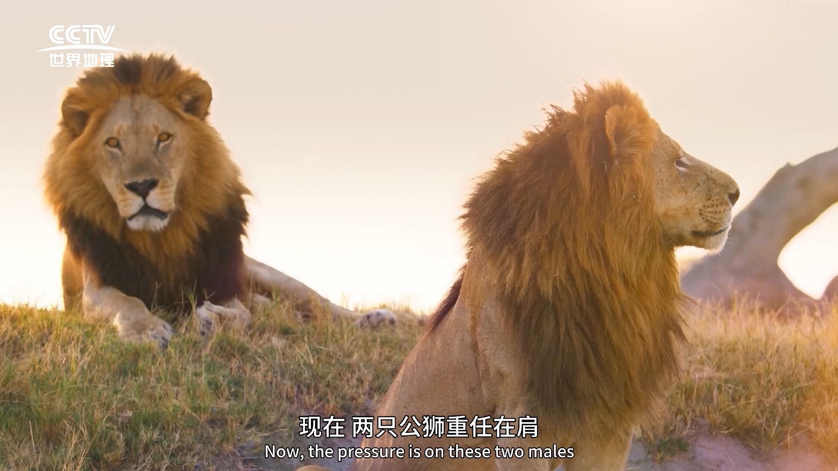 图片[6]-大猫全实录[全06集][中文字幕].Big.Cats.S01.2024.2160p.EDR.WEB-DL.DDP2.0.H265-ParkTV 37.93GB-微分享自媒体驿站